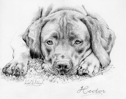 Hector, dog illustration