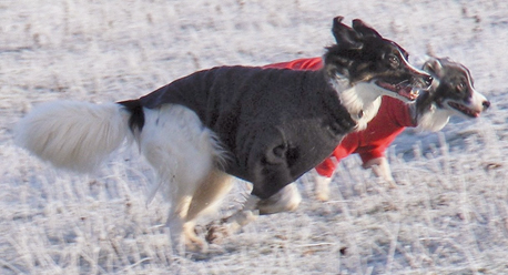 HotterDog Runners on frost