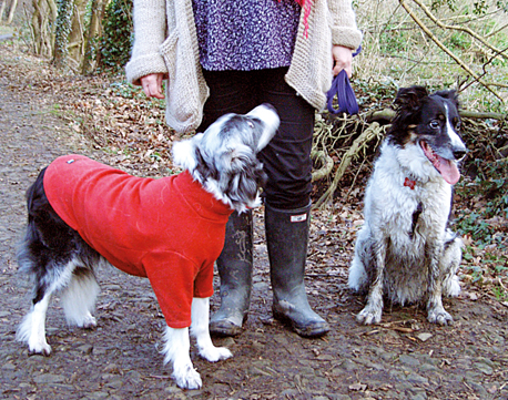 Mucky Dog next to a clean dog in a HotterDog Jumper