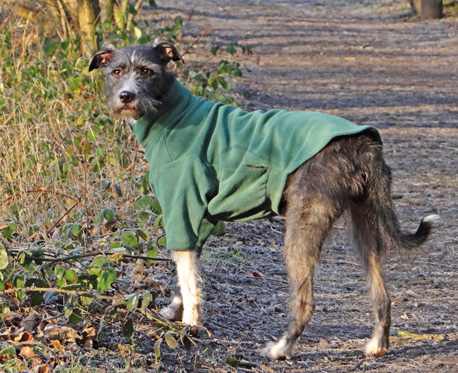 Mutley in his smartt new green HotterDog jumper