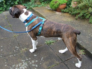 balance harness the mekuti balance harness stop your pulling on the lead balance harness the mekuti balance harness stop your pulling on the lead