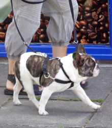 Ferdy in small dog harness