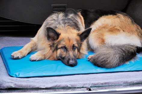 GSD on Canine Cooler Bed