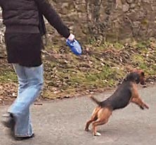 Tommy the terrier pulling on a lead