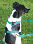 Dog Harnesses