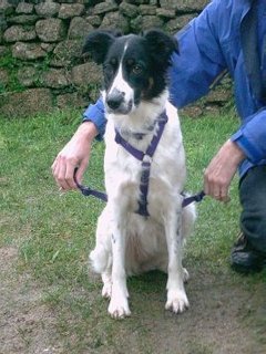 Medium Harness 1