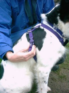 Medium Dog Harness 2