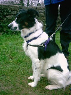 Medium Dog Harness 4