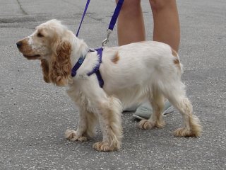 Dog Harness